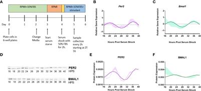 NOX2 inhibition enables retention of the circadian clock in BV2 microglia and primary macrophages